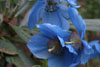 meconopsis x shelkdonii Lingholm - 1